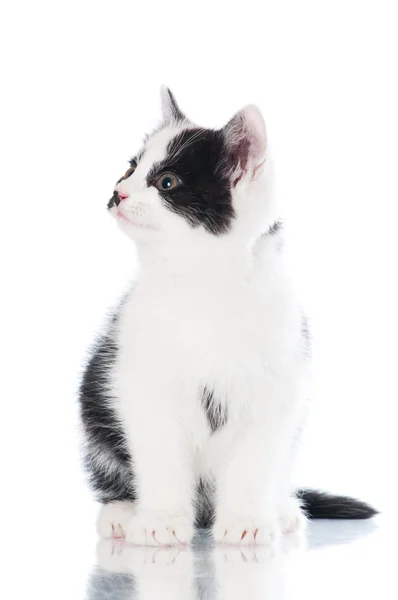 Adorável gatinho preto e branco — Fotografia de Stock