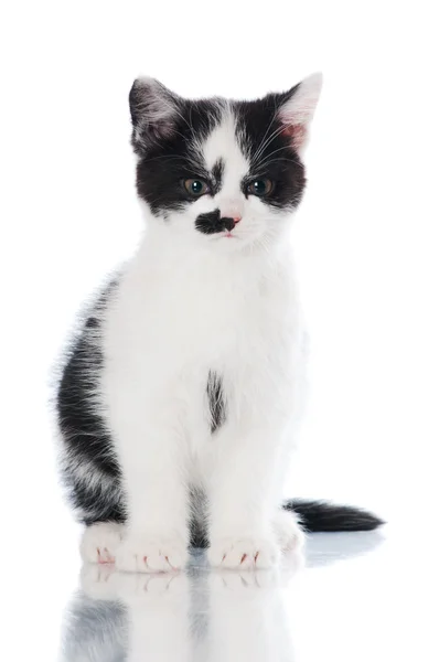 Очаровательный чёрно-белый котёнок — стоковое фото