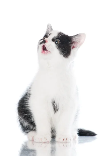 Adorable black and white kitten — Stock Photo, Image