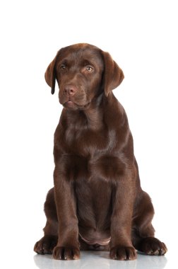 çikolata labrador retriever köpek yavrusu