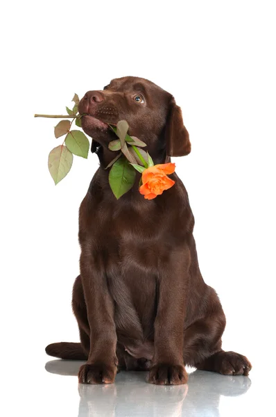 Chocolat labrador récupérateur chiot — Photo