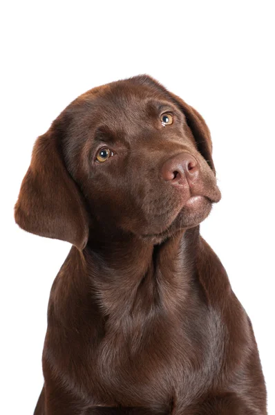 Chocolade labrador retriever pup — Stockfoto