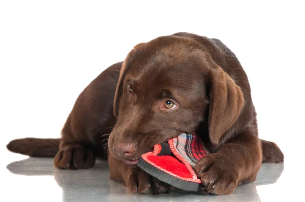 Chocolate labrador retriever cachorro —  Fotos de Stock