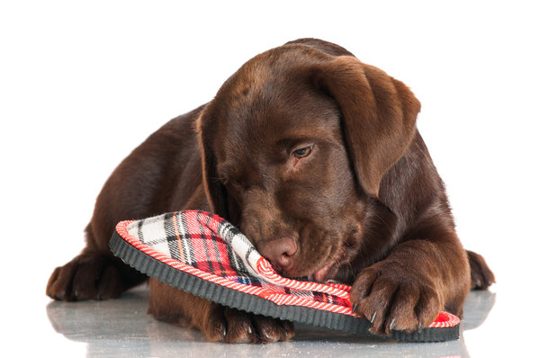 Chocolate labrador retriever puppy