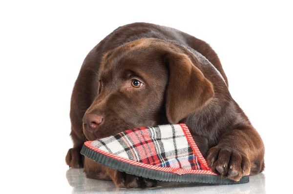 Chocolade labrador retriever pup — Stockfoto