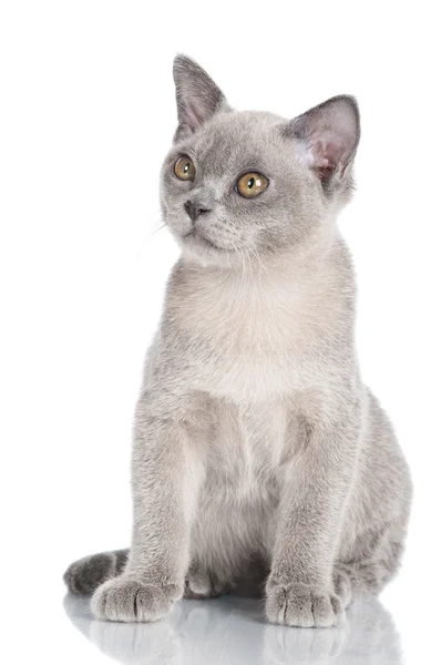 Beautiful grey burmese kitten — Stock Photo, Image