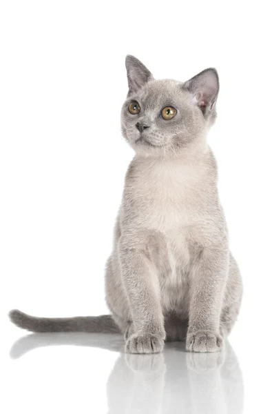 Красивий сірий бірманський кошеня — стокове фото