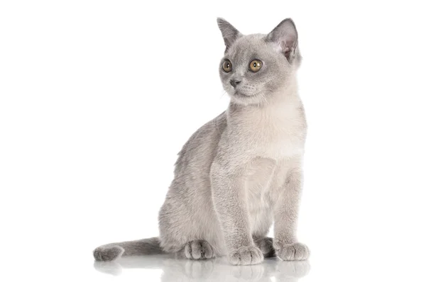 Красивий сірий бірманський кошеня — стокове фото