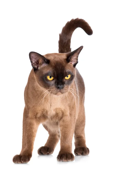 Brown burmese cat — Stock Photo, Image