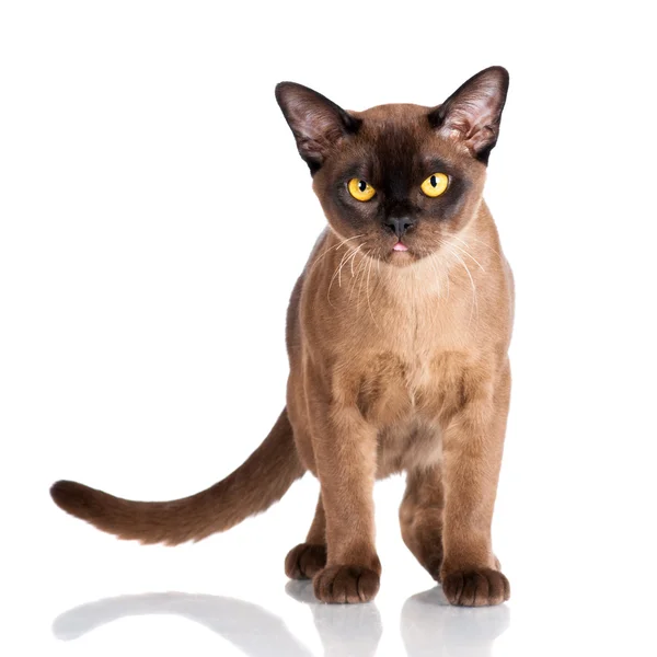 Brown burmese cat — Stock Photo, Image