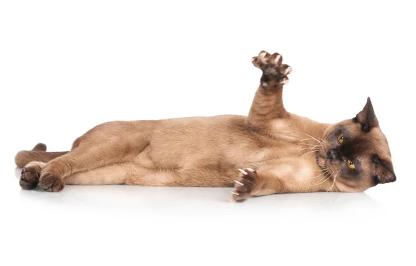 Brown burmese cat — Stock Photo, Image