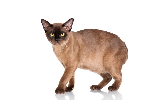 갈색 버마어 고양이 — 스톡 사진
