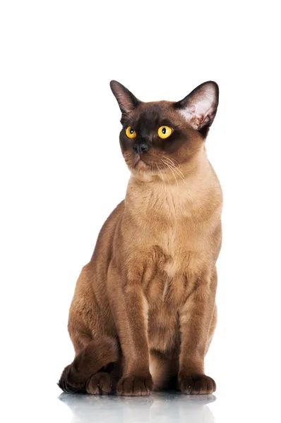 Brown burmese cat — Stock Photo, Image