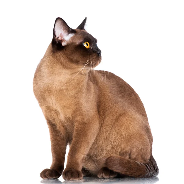 Brown burmese cat — Stock Photo, Image