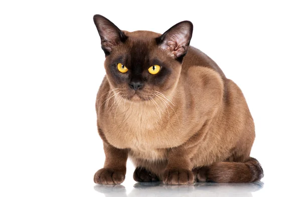 갈색 버마어 고양이 — 스톡 사진