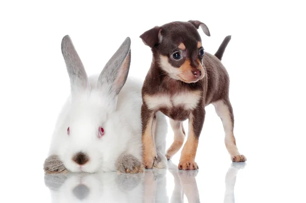 Adorable russian toy terrier puppies with a rabbit — Stock Photo, Image