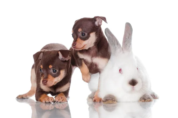 Adorable ruso juguete terrier cachorros con un conejo —  Fotos de Stock