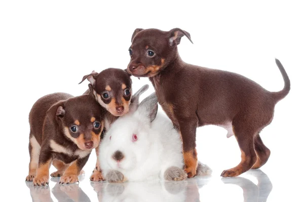 Adorable ruso juguete terrier cachorros con un conejo —  Fotos de Stock