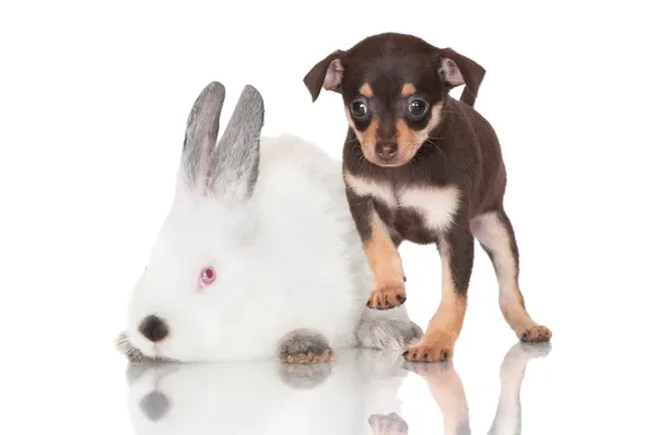 Adorable russian toy terrier puppies with a rabbit — Stock Photo, Image