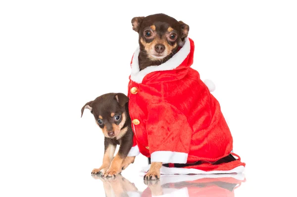 Dog in a santa costume with puppy — Stock Photo, Image