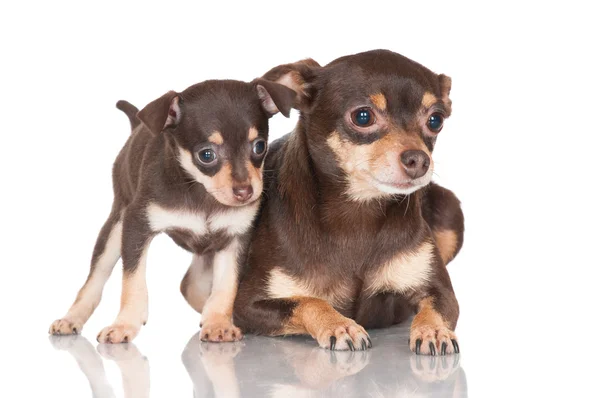 Russian toy terrier dog with puppies — Stock Photo, Image