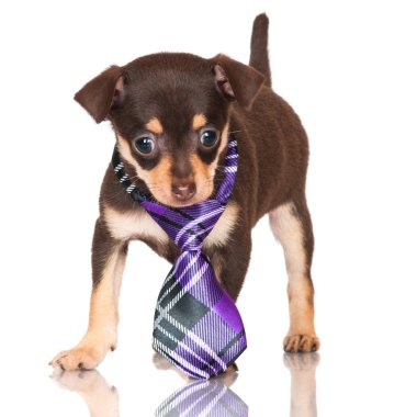 çok güzel kahverengi Rus oyuncak terrier yavrusu