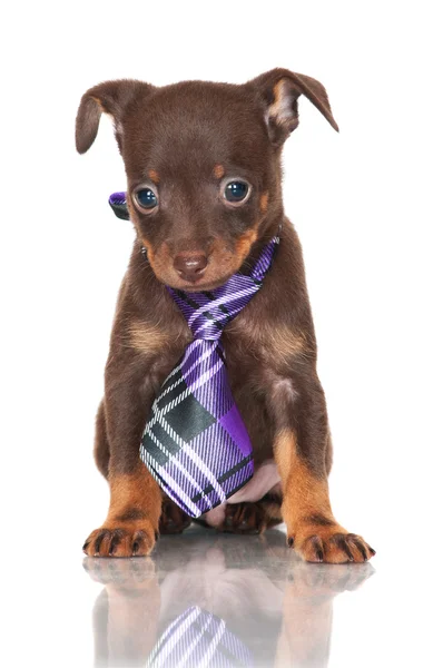 Adorable brown russian toy terrier puppy — Stock Photo, Image