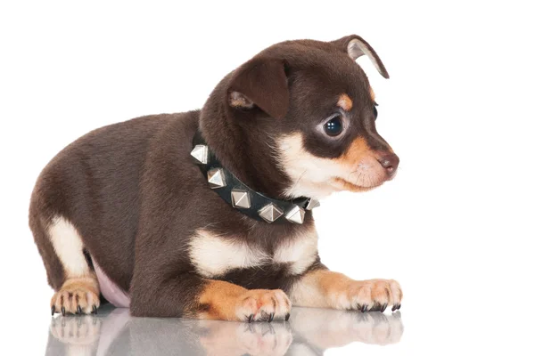 Schattig bruin Russische toy Terriër pup — Stockfoto