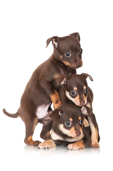 三个棕色的小狗在一起 — 图库照片