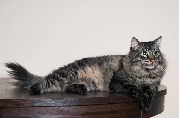 Gato de mesa sério — Fotografia de Stock