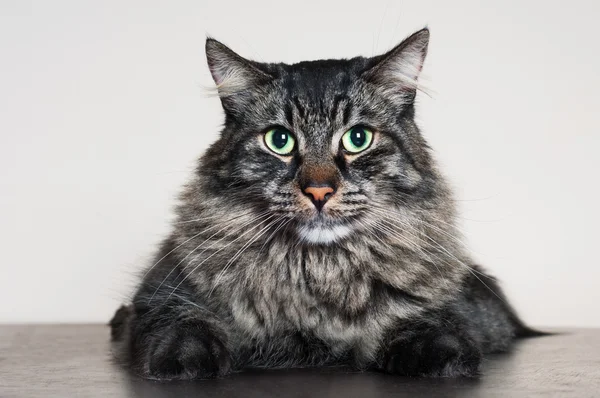 Gato de mesa sério — Fotografia de Stock