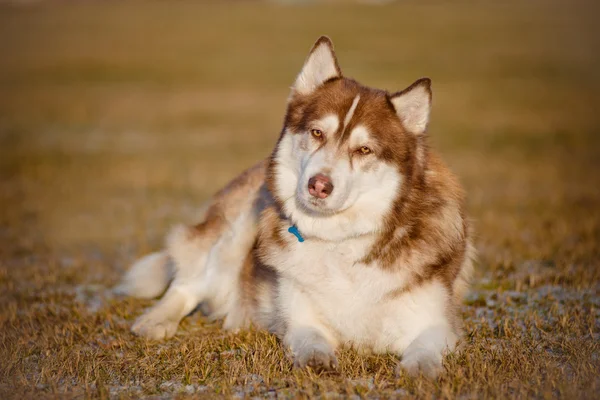 Suloinen siperianhusky koira — kuvapankkivalokuva