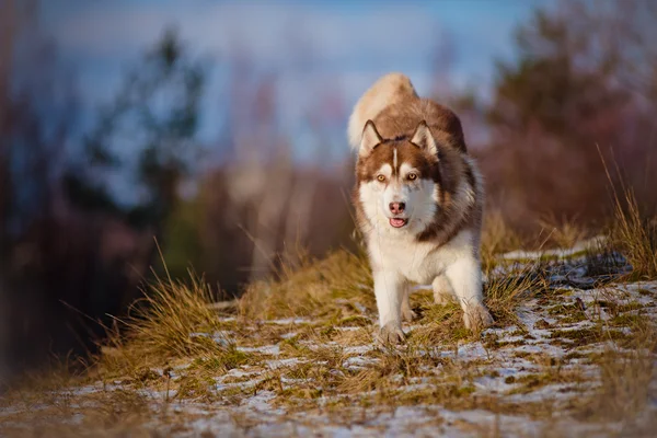 Bedårande siberian husky hund — Stockfoto