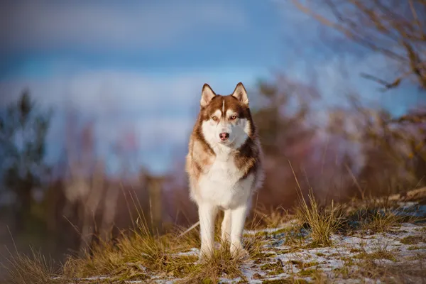 Schattig Siberische husky hond — Stockfoto