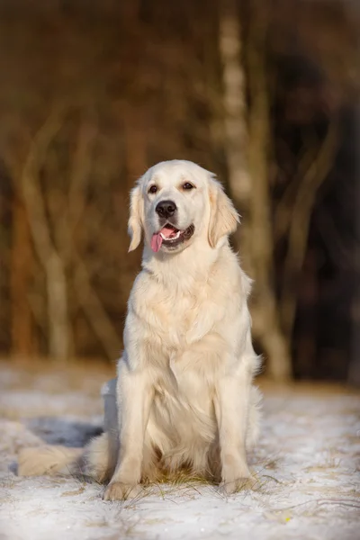 Belle golden retriever chien — Photo