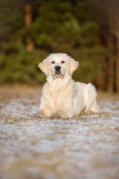 Mooie golden retriever hond — Stockfoto