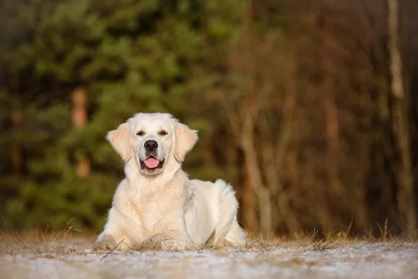 Beautiful golden retriever dog — Stock Photo, Image