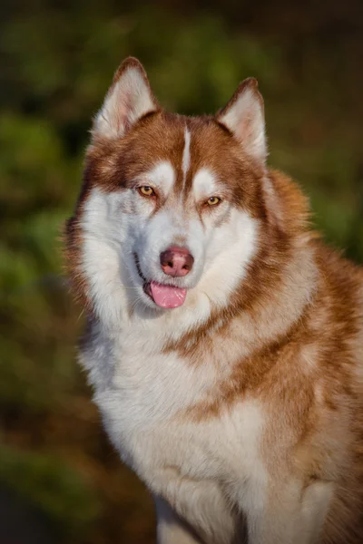 愛らしいシベリアン ハスキー犬 — ストック写真