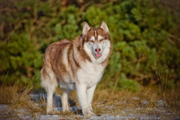 Adorable perro husky siberiano — Foto de Stock