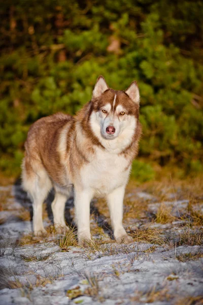 Αξιολάτρευτο Σιβηρικό γεροδεμένο σκυλί — Φωτογραφία Αρχείου