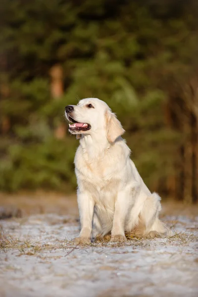 Anjing golden retriever yang cantik — Stok Foto