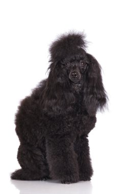 siyah kaniş köpek