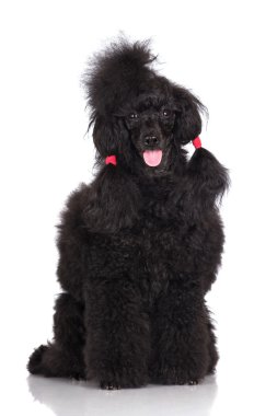siyah kaniş köpek