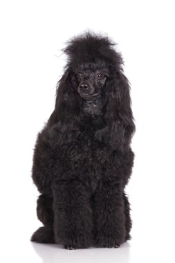 siyah kaniş köpek