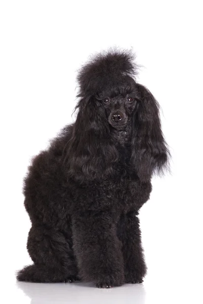 Black poodle dog — Stock Photo, Image