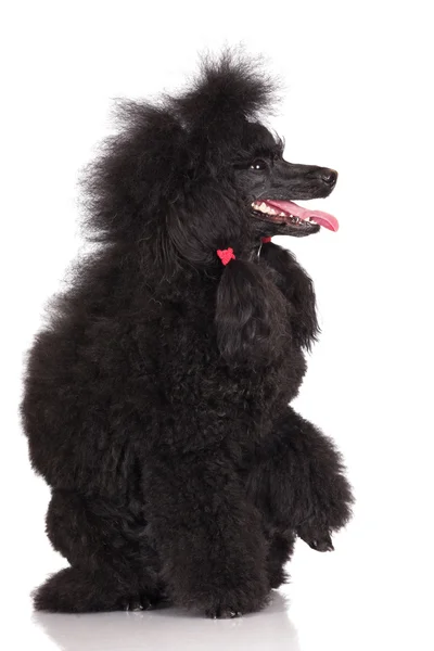 Black poodle dog — Stock Photo, Image
