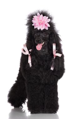 güzel siyah kaniş köpek
