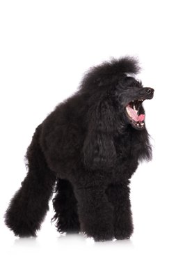 güzel siyah kaniş köpek