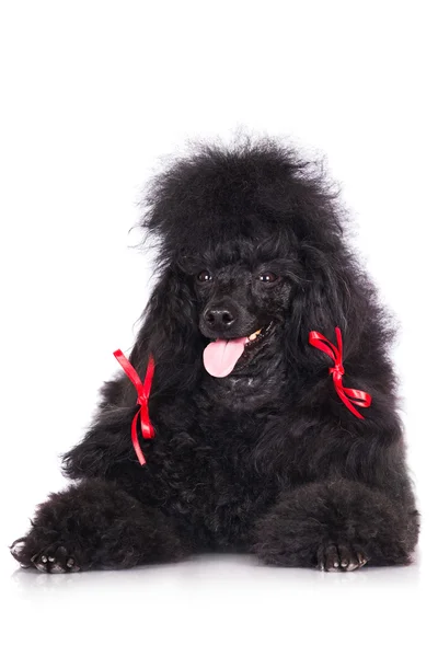 Vakker, svart puddelhund – stockfoto