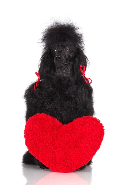 Vacker svart pudel hund — Stockfoto